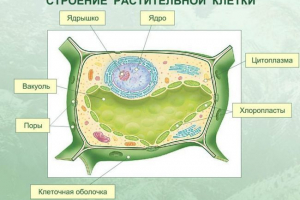 Co daje kształt komórki roślinnej?